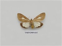 藏品(圓端擬燈蛾)的圖片